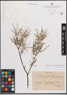 Foto von Salix eleagnos subsp. angustifolia (Cariot) Rech. f.